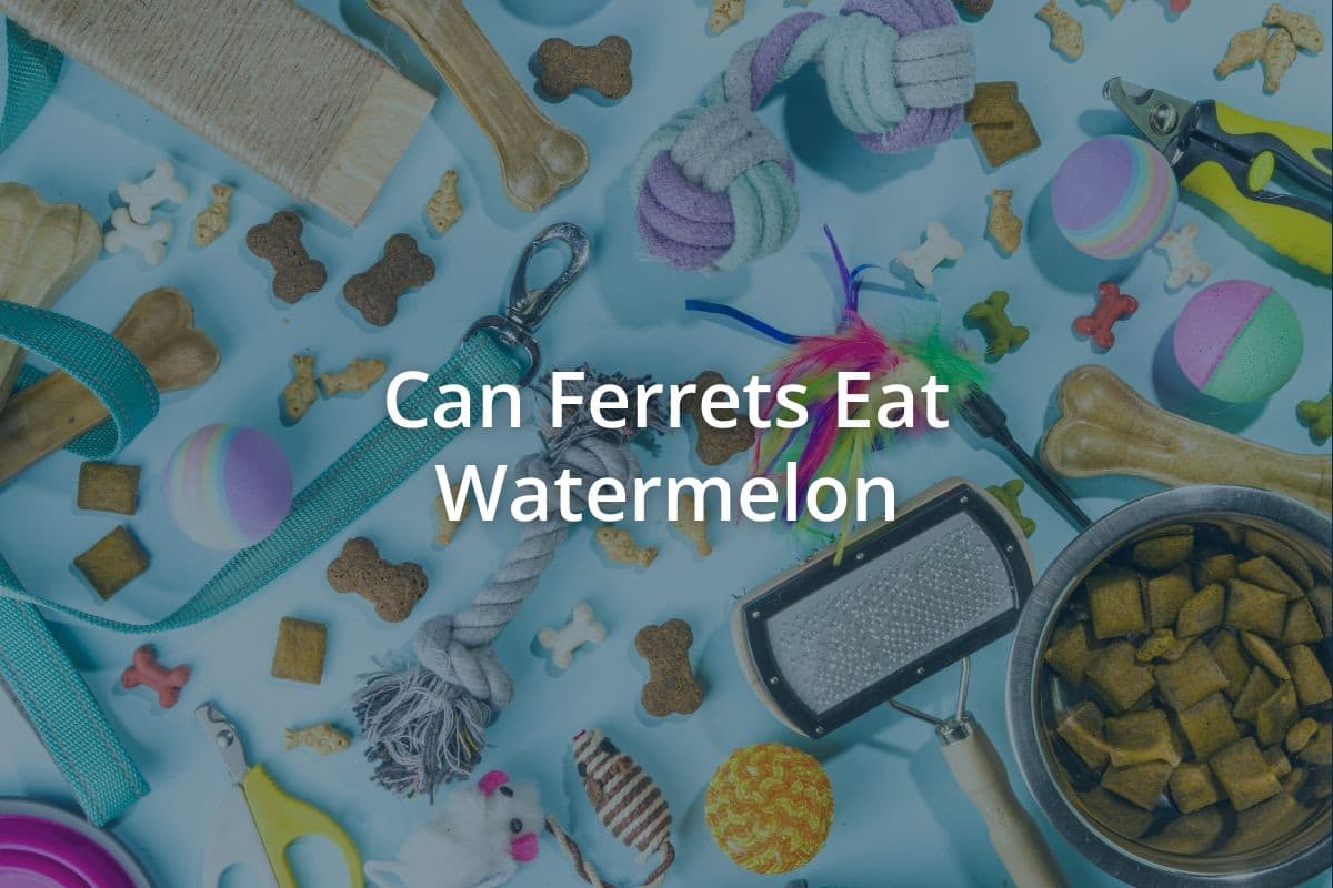 Can Ferrets Eat Watermelon