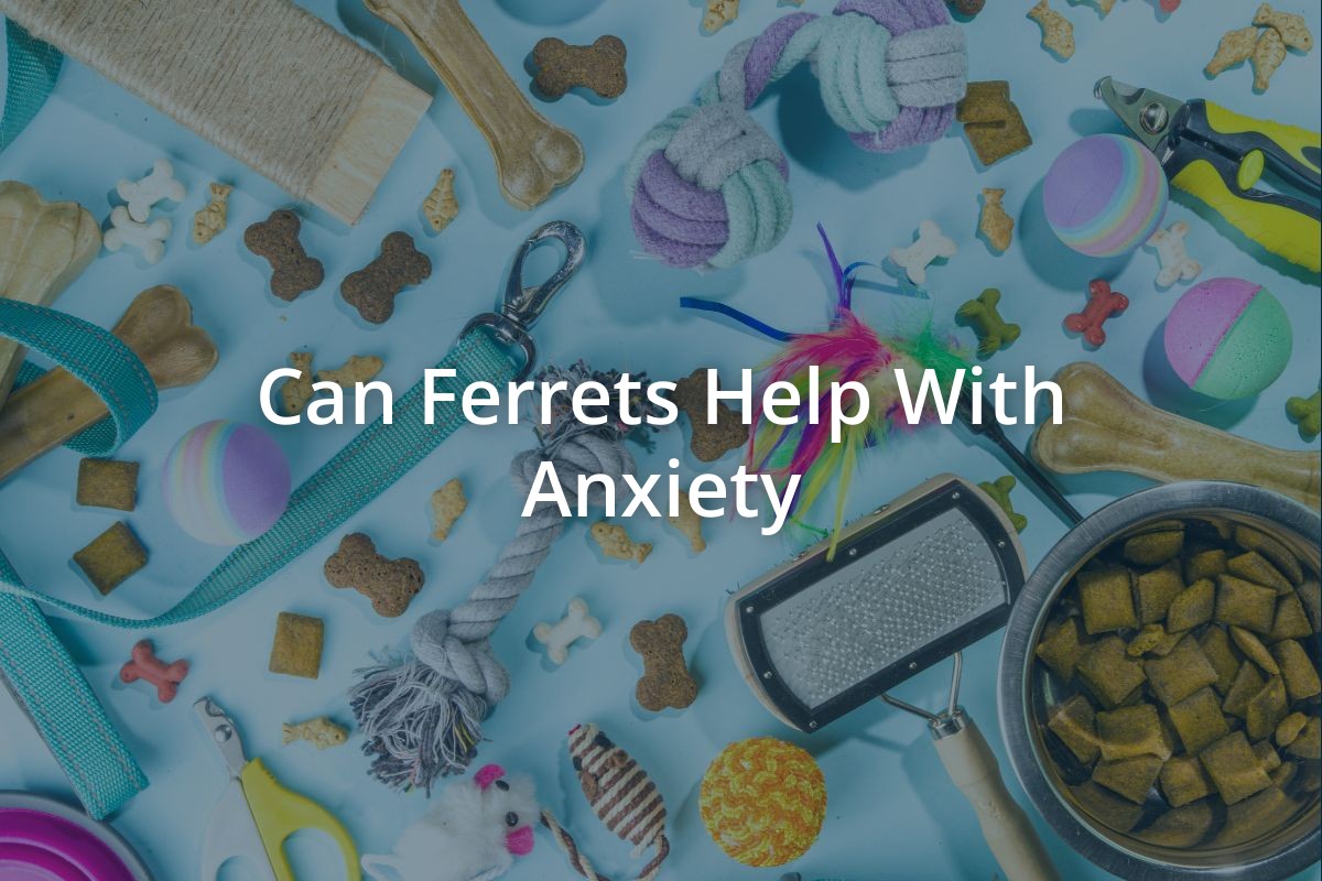 Can Ferrets Help With Anxiety