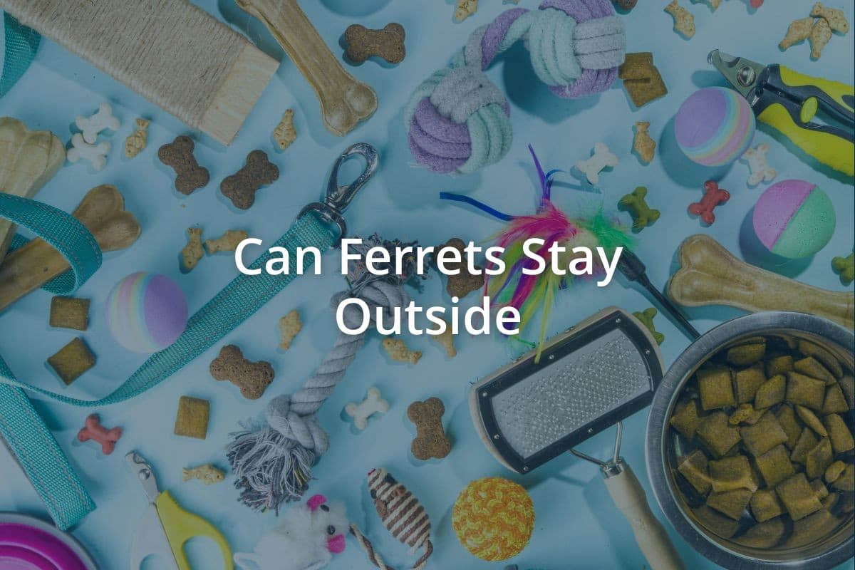 Can Ferrets Stay Outside