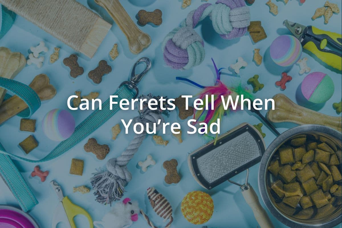 Can Ferrets Tell When You’re Sad