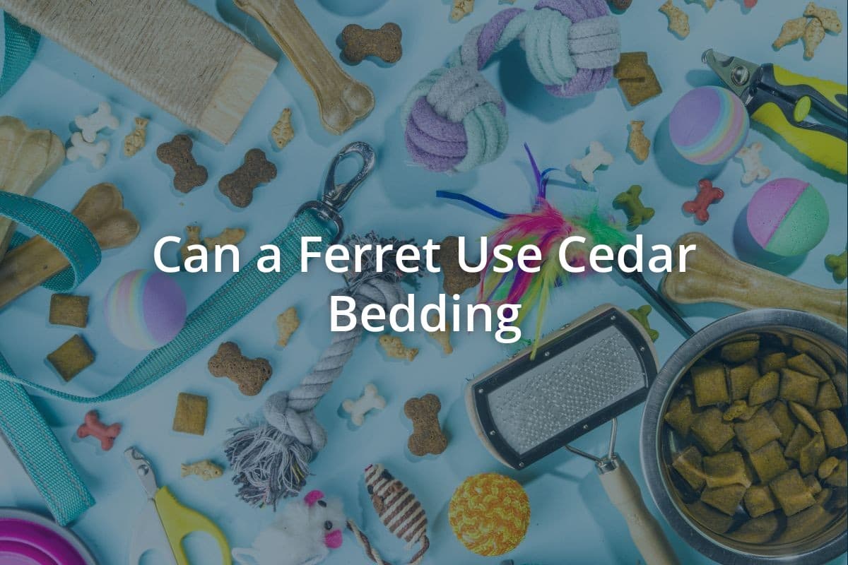 Can a Ferret Use Cedar Bedding