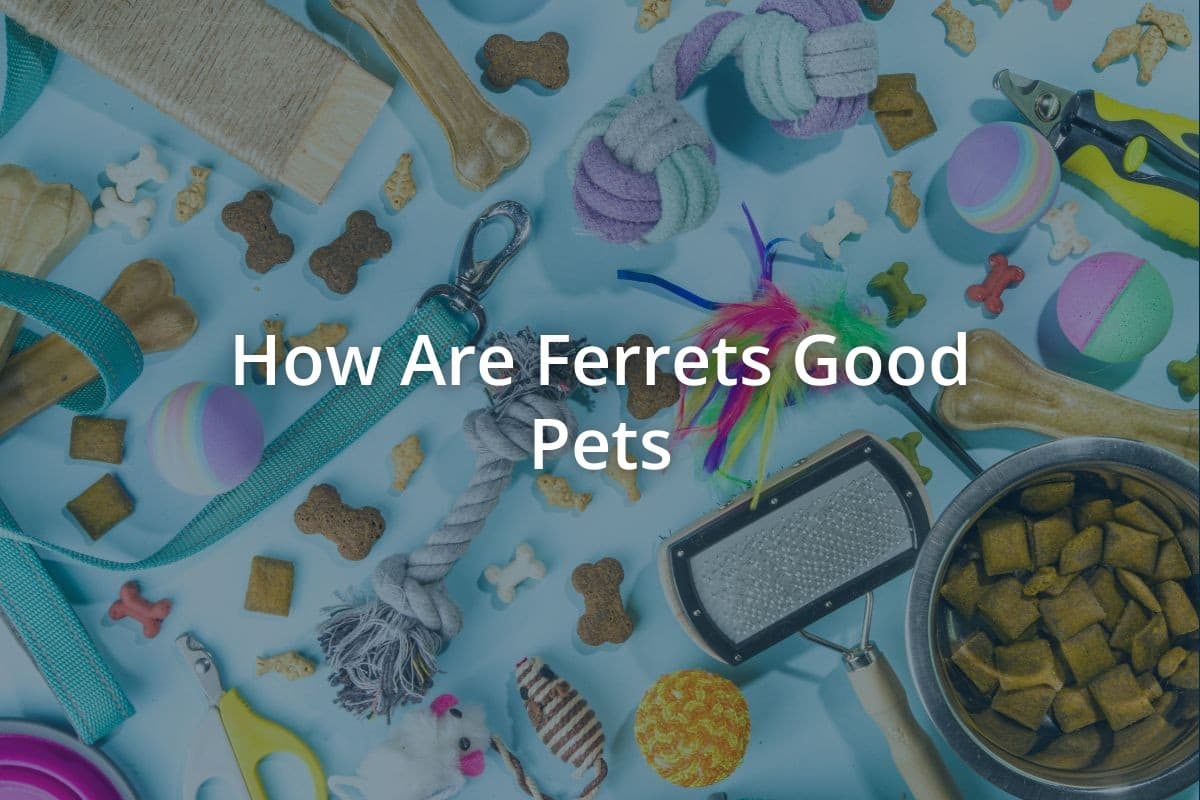 How Are Ferrets Good Pets
