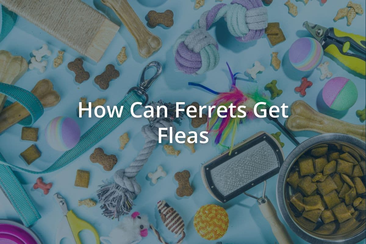 How Can Ferrets Get Fleas