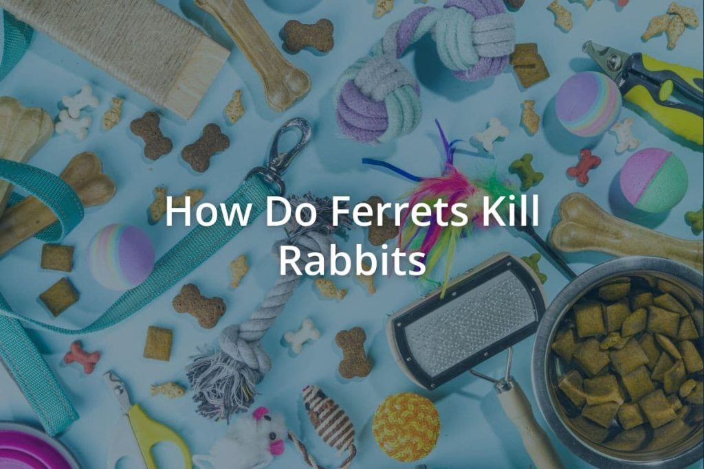 How Do Ferrets Kill Rabbits Pets Encyclopedia