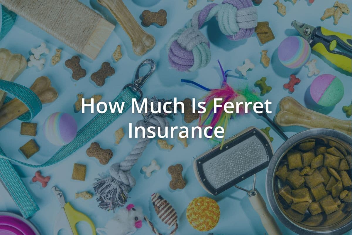How Much Is Ferret Insurance