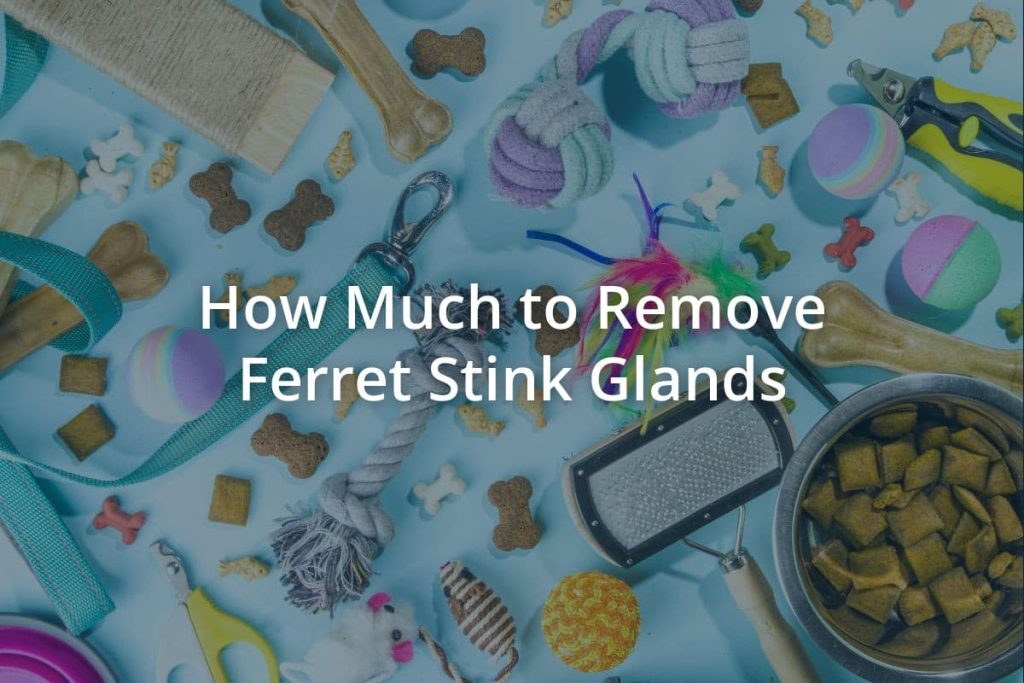 How Much to Remove Ferret Stink Glands Pets Encyclopedia