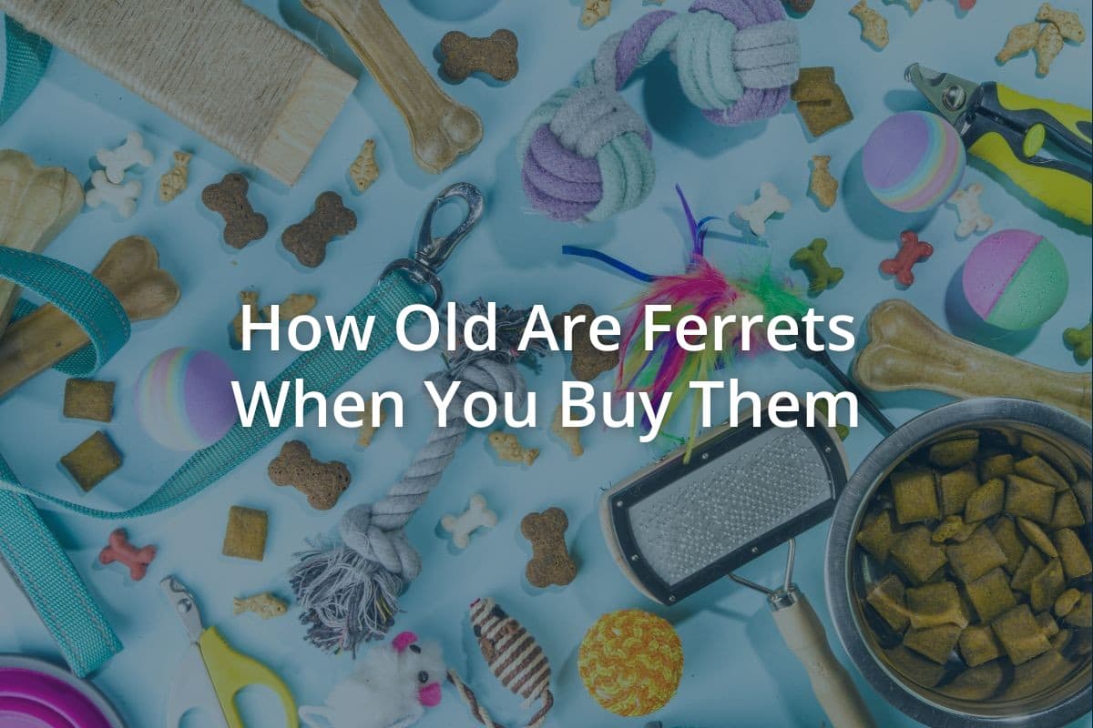 How Old Are Ferrets When You Buy Them