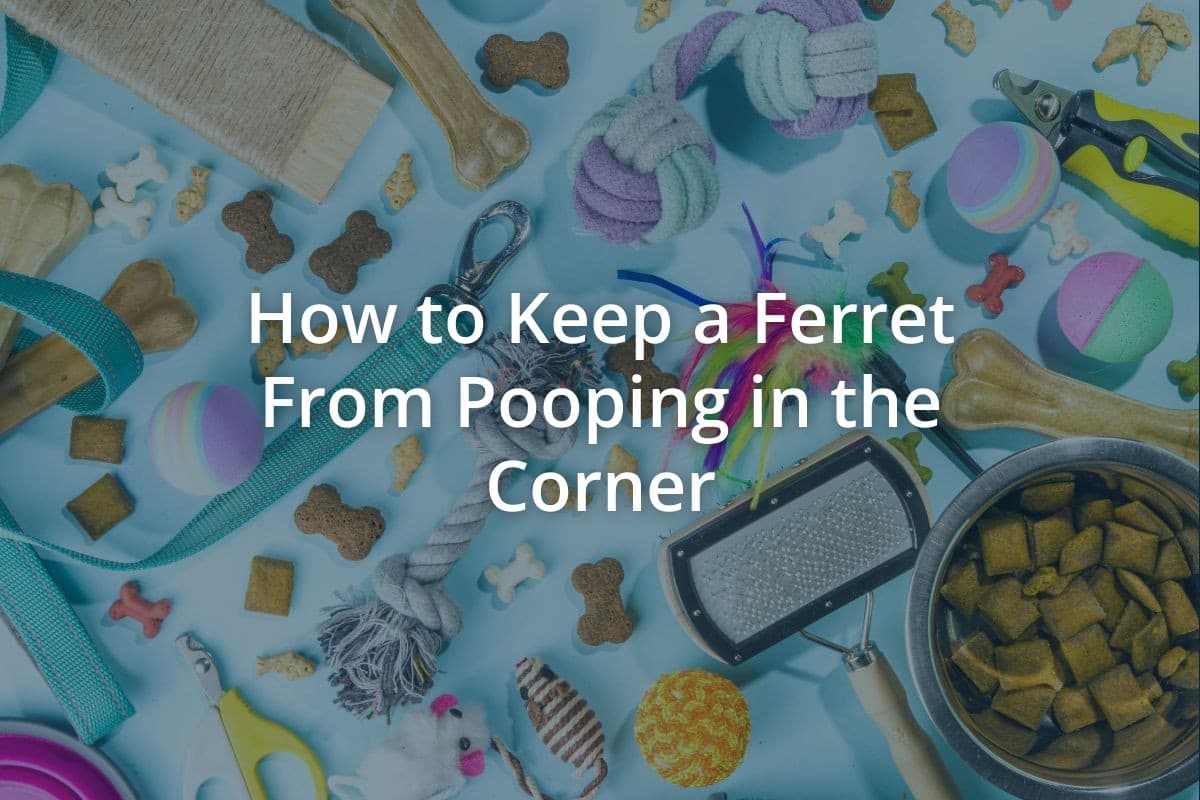 How to Keep a Ferret From Pooping in the Corner