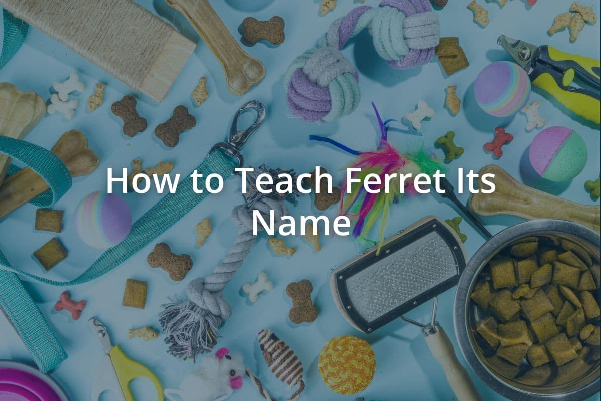 How to Teach Ferret Its Name
