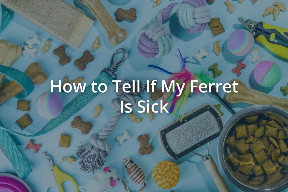 How to Tell If My Ferret Is Sick