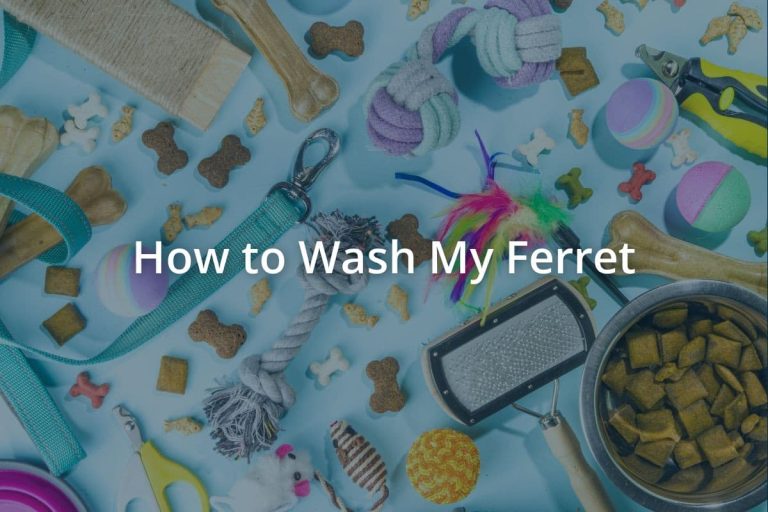 How to Wash My Ferret Pets Encyclopedia