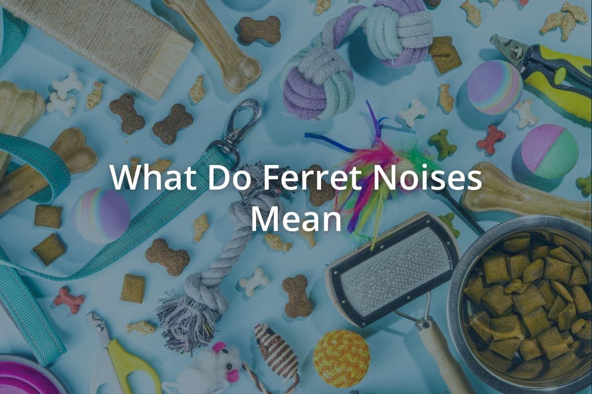 What Do Ferret Noises Mean
