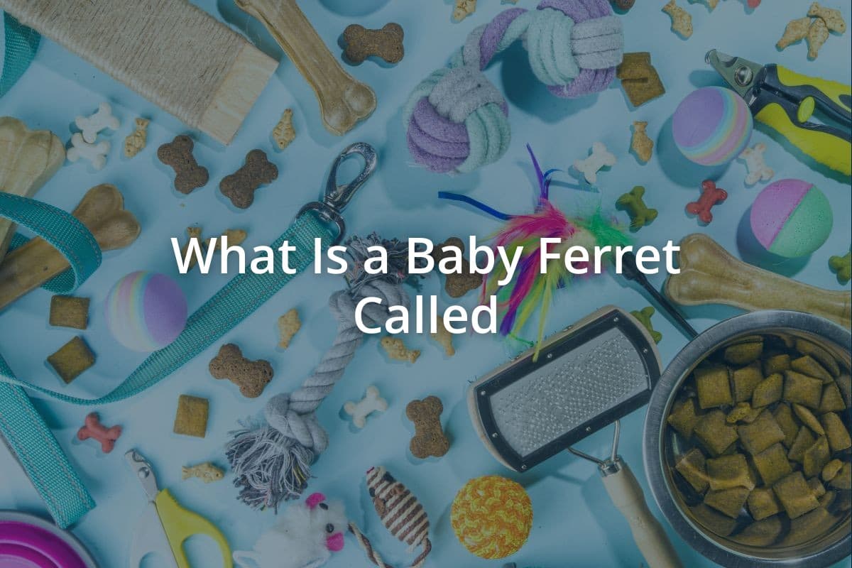 What Is a Baby Ferret Called