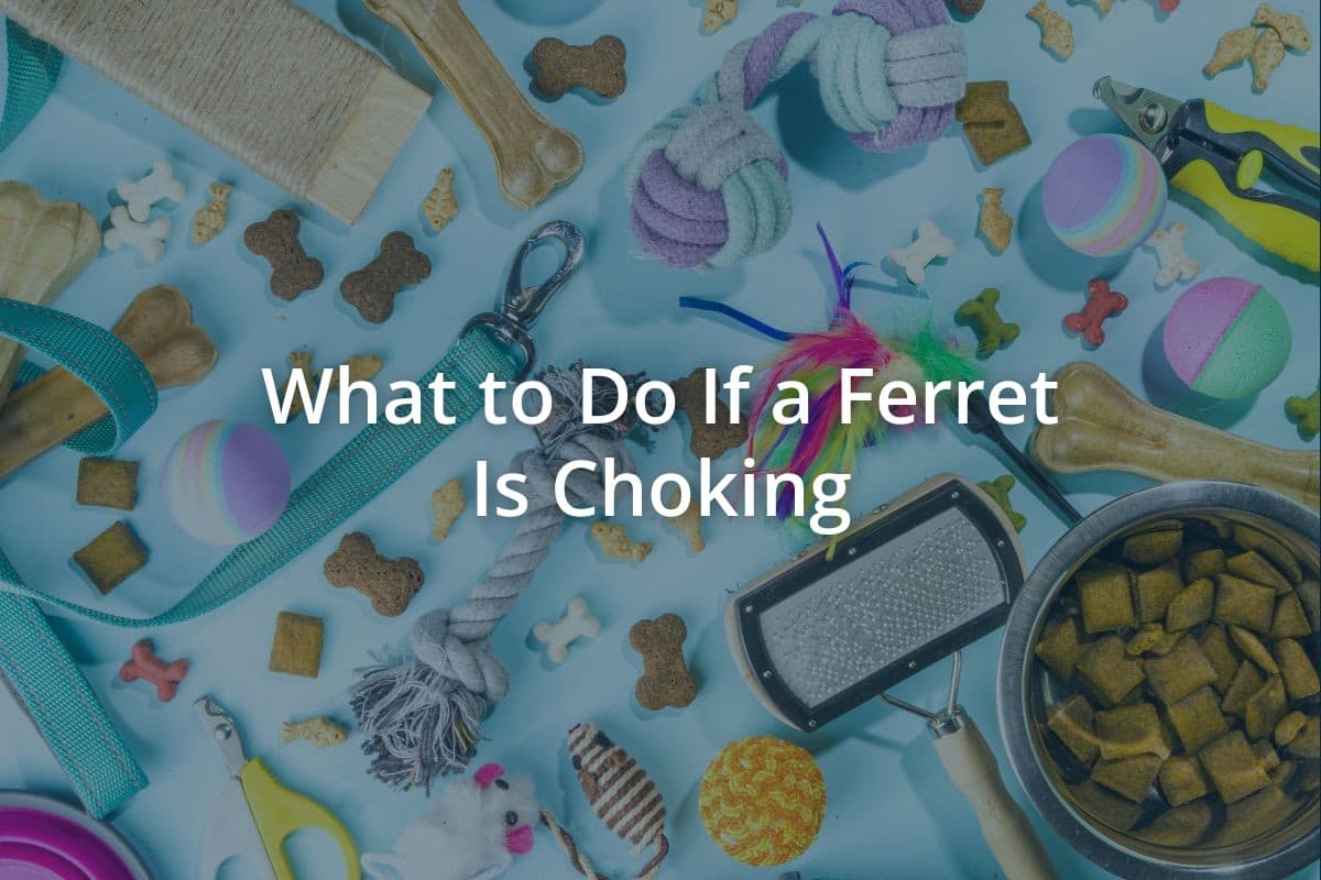 What to Do If a Ferret Is Choking