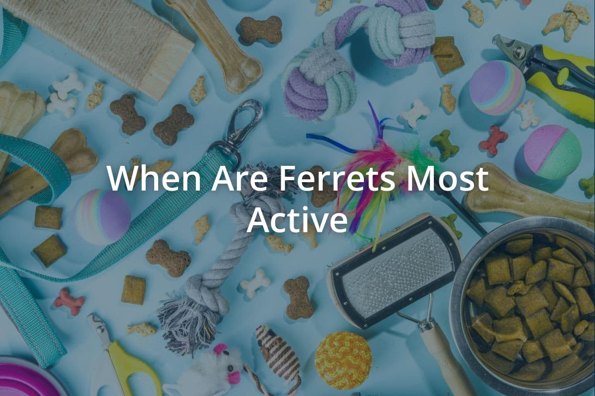 When Are Ferrets Most Active