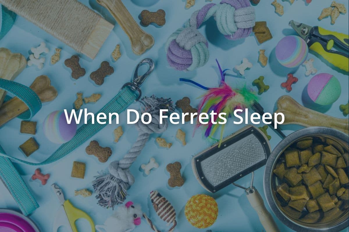 When Do Ferrets Sleep