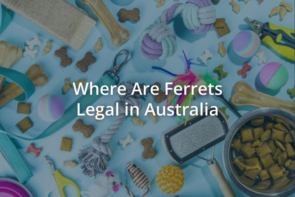 Where Are Ferrets Legal in Australia Pets Encyclopedia