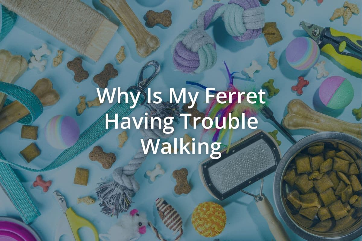 Why Is My Ferret Having Trouble Walking