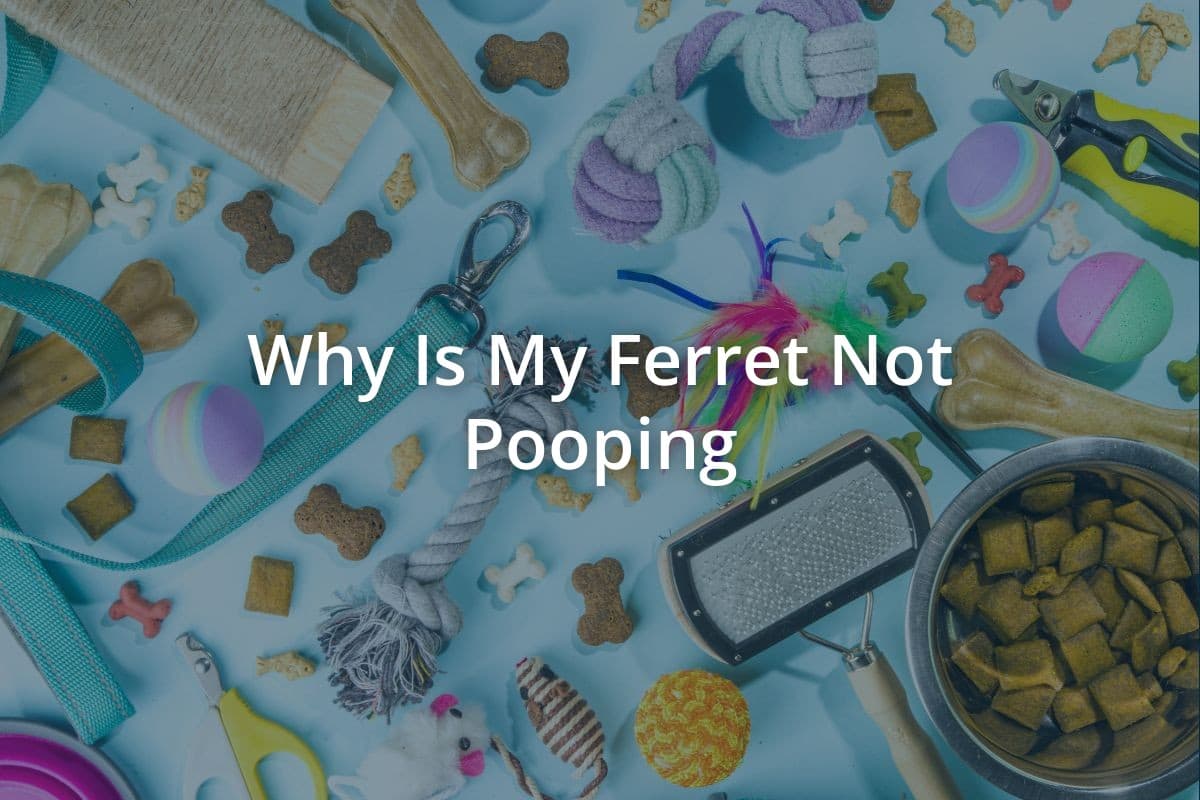 Why Is My Ferret Not Pooping