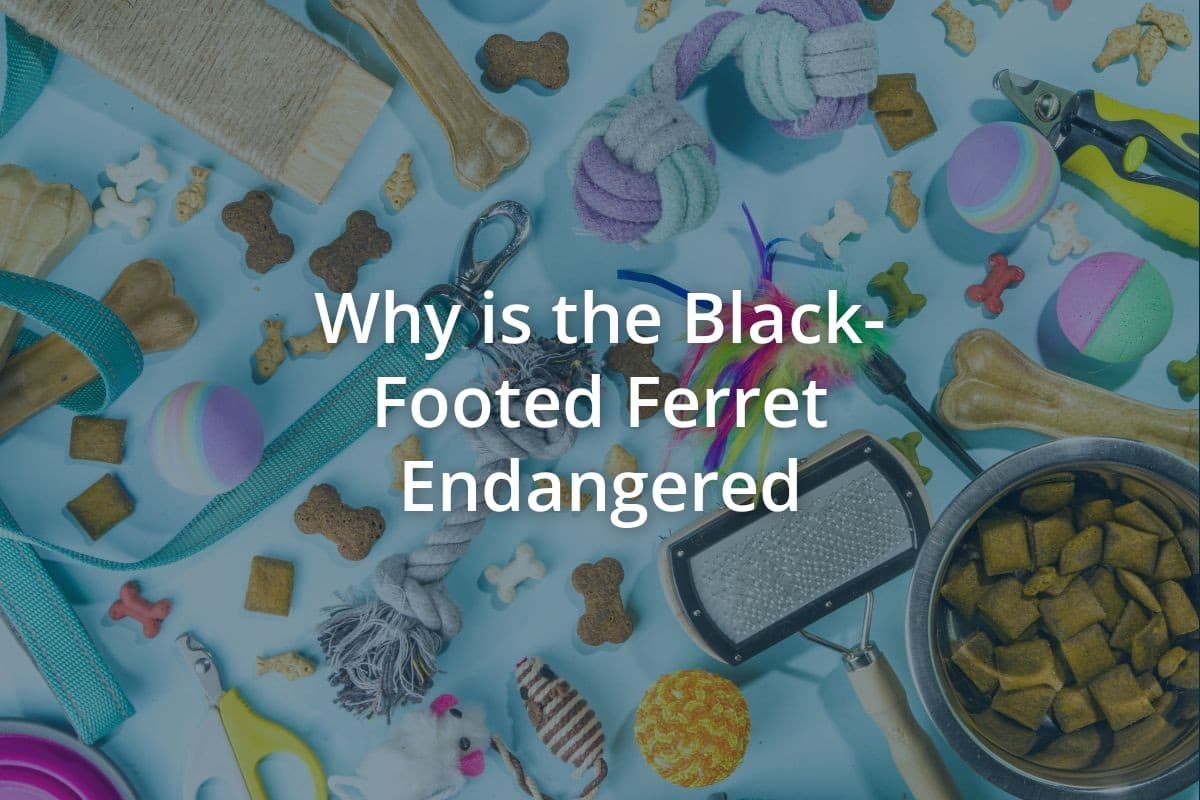 Why is the Black Footed Ferret Endangered