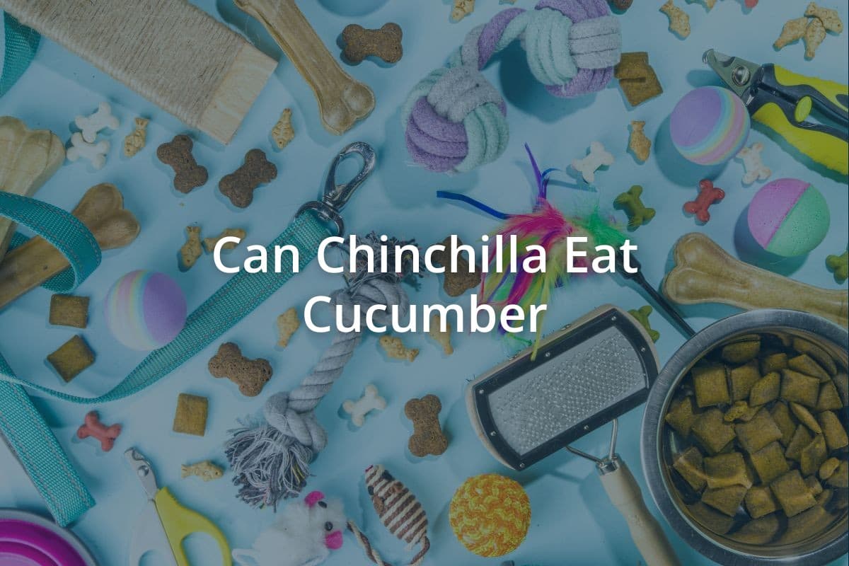 Can Chinchilla Eat Cucumber
