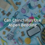 Can Chinchillas Use Aspen Bedding