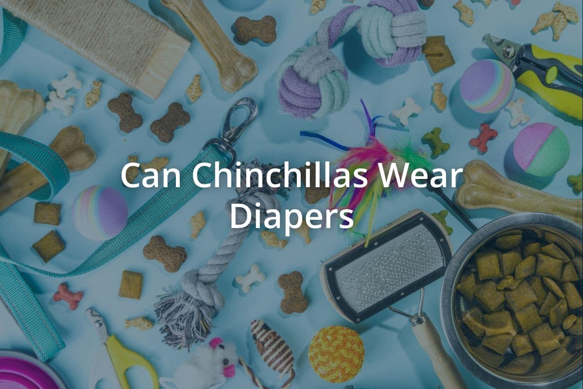 Can Chinchillas Wear Diapers