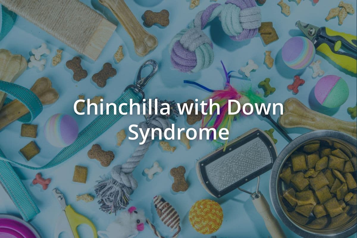 Chinchilla with Down Syndrome