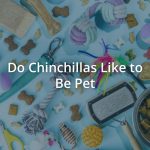 Do Chinchillas Like to Be Pet