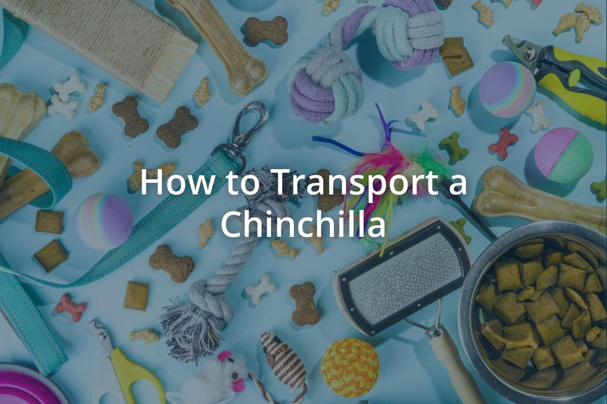 How to Transport a Chinchilla