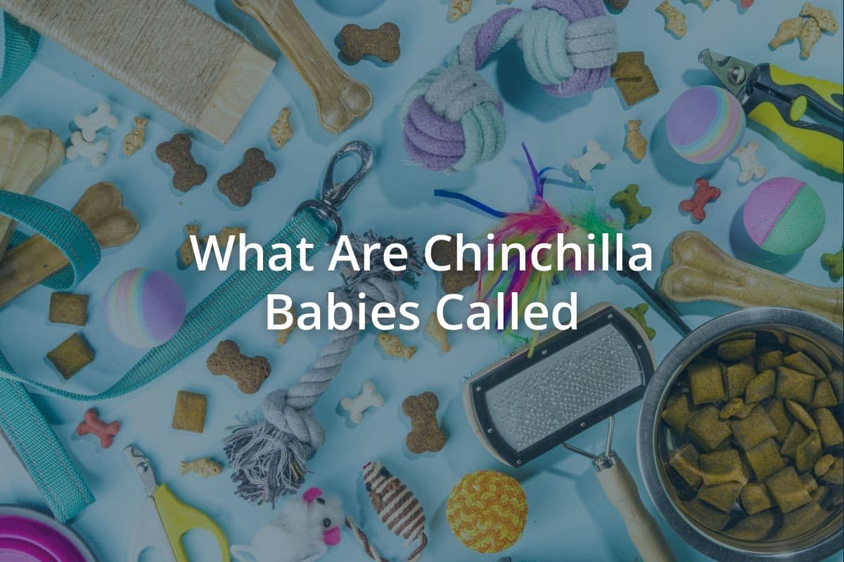 What Are Chinchilla Babies Called