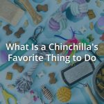 What Is a Chinchilla's Favorite Thing to Do