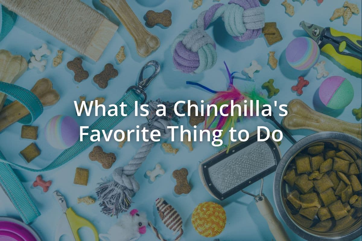 What Is a Chinchillas Favorite Thing to Do