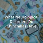 What Neurological Disorders Do Chinchillas Have