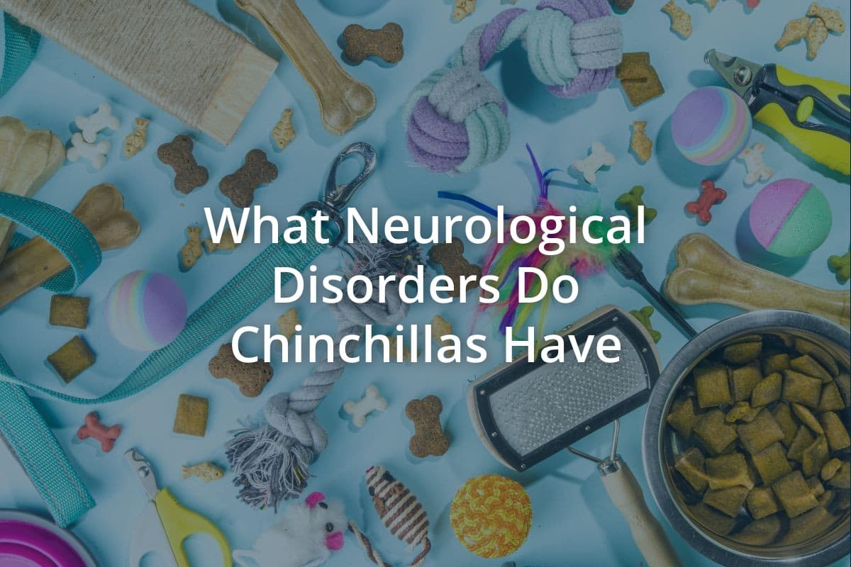 What Neurological Disorders Do Chinchillas Have
