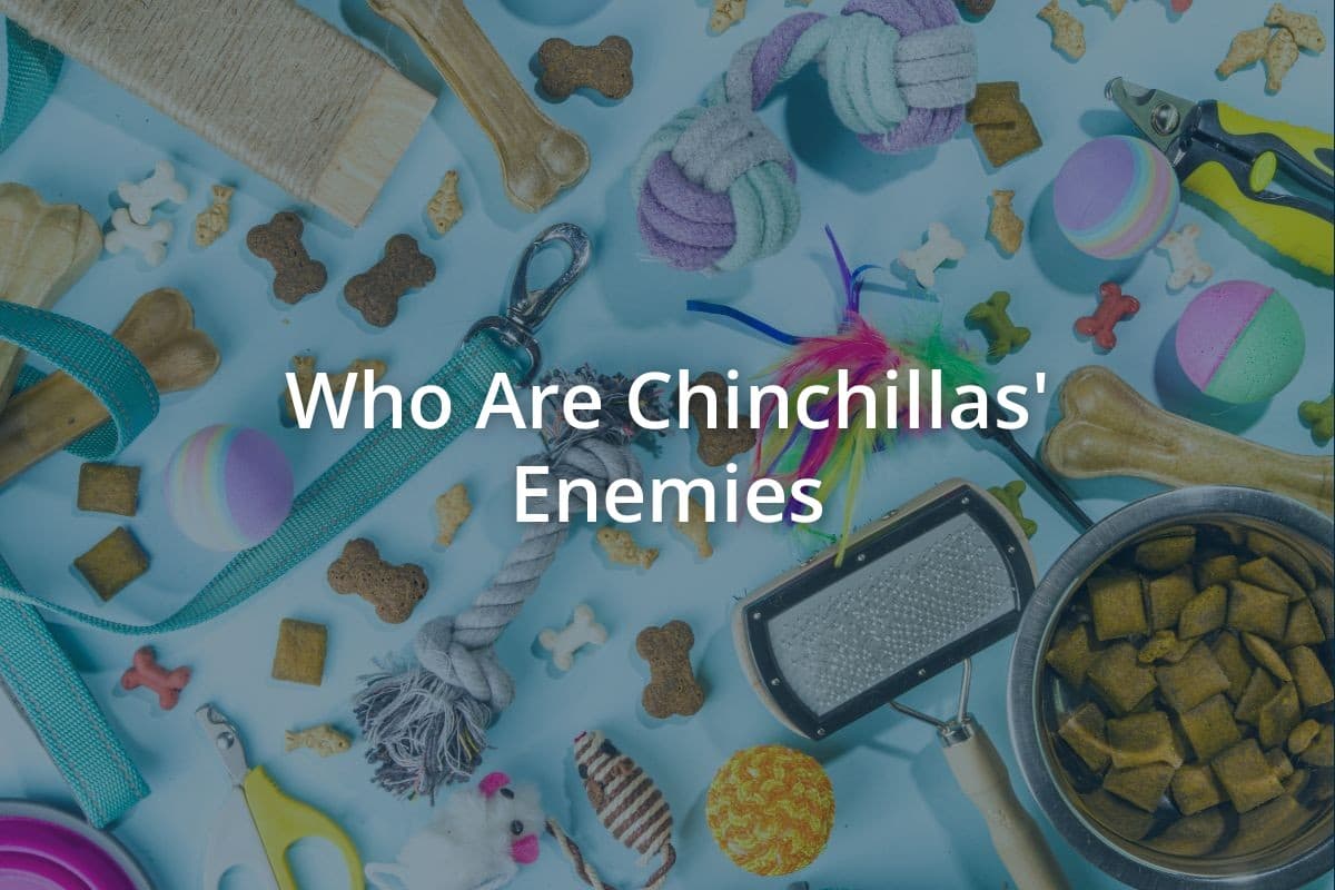 Who Are Chinchillas Enemies