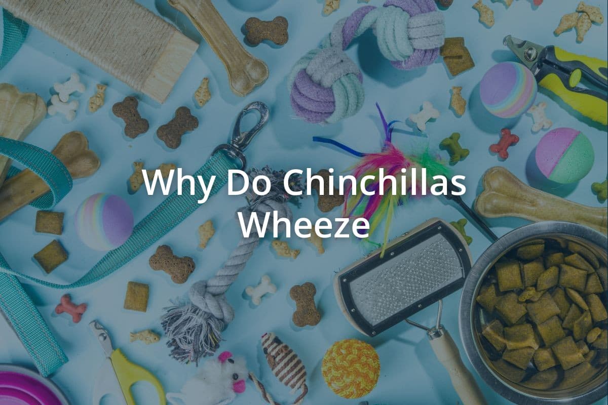 Why Do Chinchillas Wheeze